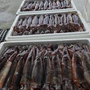 동해 횟감용 활오징어 1kg 8-12미
