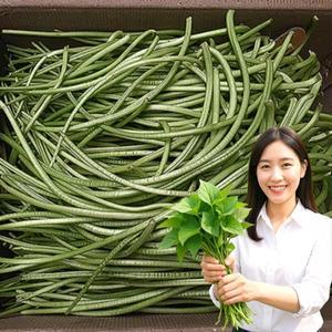 포미식탁 고구마줄기 고구마순 2kg