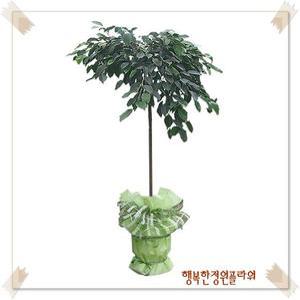 킹벤자민/Ficus benjamina/1m 1.2m/개업/이전/집들이/공기정화