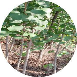 은행나무/묘목/3년4주/접목묘/둥구랑/조경수/정원수/화단/전원주택