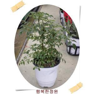 행복나무/5치30cm/해피트리/개업/집들이/화분선