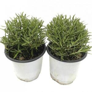 베하몰 실내 화초 1+1 로즈마리 소품 허브 약7cm