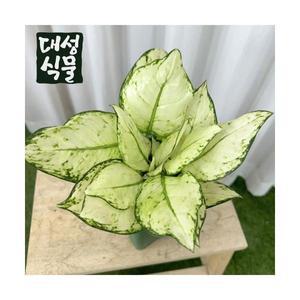 아글라오네마 화이트엔젤 3촉 희귀 수입 공기정화식물 플랜테리어 대성식물