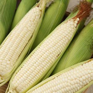 쫀득쫀득 부드러운 맛 미백찰옥수수 30개
