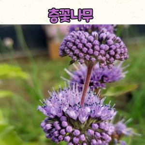 층꽃나무(3치 포트) 야생화 모종 / 노지월동 야생화