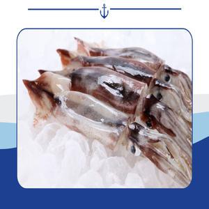 동해안 통찜용 오징어 1kg 7~8미 통찜오징어 생물 급냉 HACCP인증