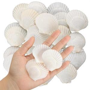 A29M-40PCS 천연 가리비 껍질 1.4-2.4 인치 공예 쉘 대량  조개 흰색  바다