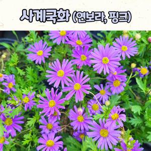 10센티 화분 사계국화(연보라, 핑크색) 사계소국 / 다년초