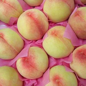햇사레 백도 복숭아 4kg 크기별 선택/이천장호원 명물과일