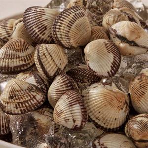 당일작업 벌교 새꼬막 1kg (120미 내외)