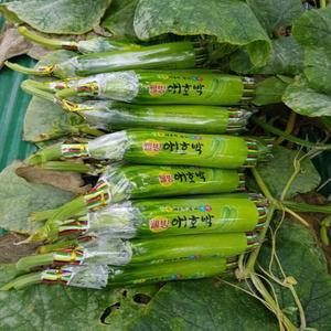 애호박 특품 3kg 8-12개