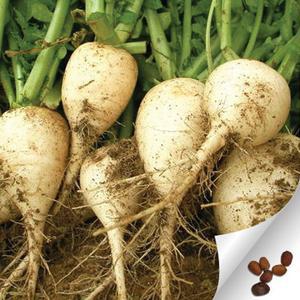 국산토종 게걸무 씨앗 300알 crab seeds