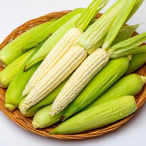 나씨네에서 직접 심고 수확한 햇 대학찰 옥수수 껍질째 발송 17cm이상의 특상품 선별 10개