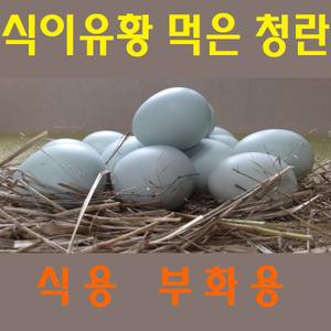 강원고성 자연방사 유황청란 [식용(대란) 40알/부화용 30알] 유정란 청계알 병아리 부화란 (난각1번)