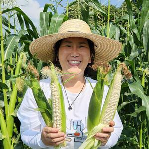 당일수확 괴산 대학찰옥수수 생옥수수, 20개 30개 캠핑요리 유아간식