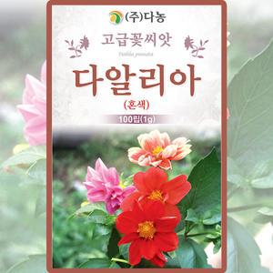 다농 다알리아 씨앗 100립 혼색 다알리아 꽃씨 야생화 종자
