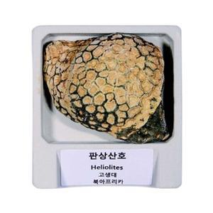 ARI 판상산호 D4500 전시용 DP 산호화석 아리랑과학 (WFGIL9H)