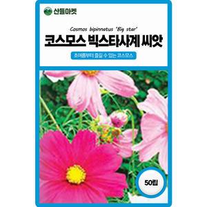 산들마켓 빅스타시계 코스모스 꽃씨앗 50립 키가 작고 초여름부터 즐길수있는 일년생 꽃씨 종자