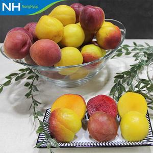 [순천농협] 자두와 살구의 만남 플럼코트 2kg(상품)