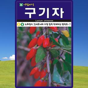 아람종묘 구기자 씨앗 100립 구기자 나무씨 약초 종자