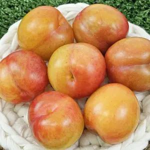 싱싱햇 자두 햇자두 하우스 후무사 도담 추희 대석 피자두 2kg
