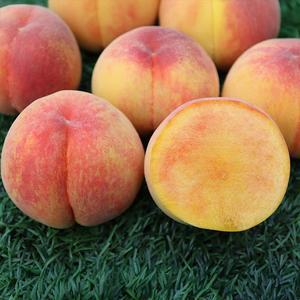햇사레 장호원 황도복숭아 4kg (10-13과)