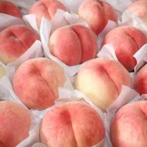 달콤 딱딱이 백도복숭아 2kg 8-14과