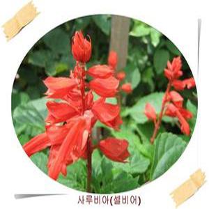사루비아/샐비어/salvia/12포트묶음/초화/플랜트박스/화단/화초/판매시기 확인후 구매