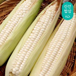 [당일수확] 쫀득 고소 국내산 찰옥수수 16-20cm 특품 10+1, 20+2 추가 발송