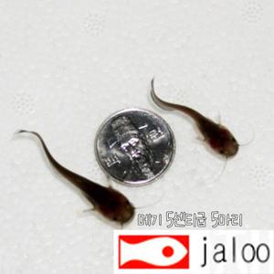 생먹이 자루 토종 메기 치어 5마리 민물고기 토종어류 관상용 열대어 방생 연못