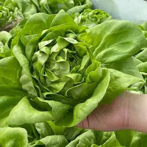 가정용 간편 채소 모음 아삭한 샐러드채소1kg