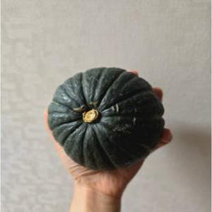 제주 미니 단호박 밤호박 보우짱 2kg 3kg