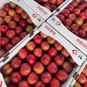 [07/15 발송] 경북 와촌 고랭지 후무사 자두 2kg 소/중/대