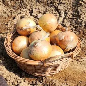 알담 해남 햇 양파 중과 3kg 외 5/10kg 만생종