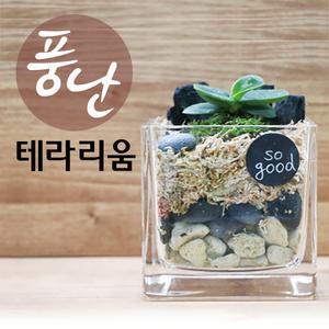 풍난테라리움/DIY/체험학습