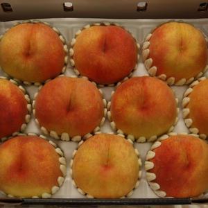 장호원 햇사레 백도복숭아 황도복숭아 3kg 4kg 물복 경기도 이천 산지발송
