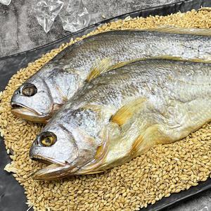 영광 찐 보리굴비 5미 32cm내외 개별포장