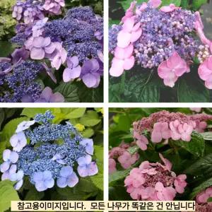 엔들리스썸머시리즈 정원수국(트위스트앤샤우트) 4치장포트