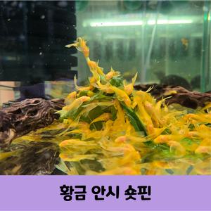 청소물고기 황금안시 숏핀 3마리