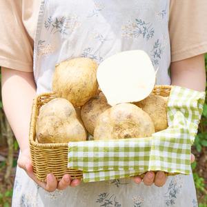 슈퍼푸드 과즙가득 히카마 10kg 시원하고 아삭한 멕시코 감자