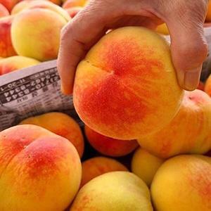 [셀러허브 식품]조치원 복숭아 1.5kg 8-10과 소과 말랑이 황도 복숭아 물복 숭아 말랑복숭아 물렁복숭아