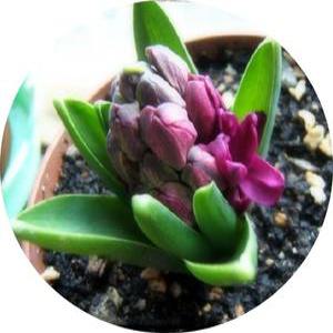 히야신스/hyacinth/꽃화분/알뿌리화초/구근화초/한포기꽃/취미/화단/향기식물