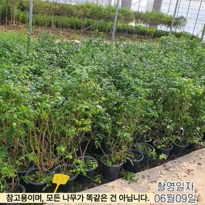 듀크 블루베리 7치 화분묘목 /4년생 블루베리