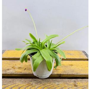벌레잡이제비꽃(기간모테) 새로입고 높이 15~25cm