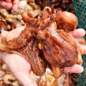 자연산 활 돌문어 통영 산지직송 1kg