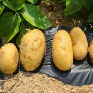 싱싱햇 골든에그 조풍 감자 포슬포슬 햇감자 5kg 10kg