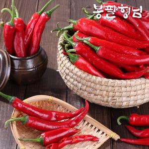 해남 혼합 홍고추 10kg 홍초 당일수확 붉은고추