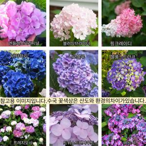 정원수국 나무 엔들레스썸머 수국 (오리지널) 4치장포트 묘목