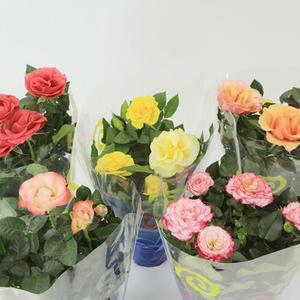 사계장미 3개입 랜덤색상 장미화분 미니 인테리어 플랜테리어 공기정화 화려한색 1년내내피는꽃 모종 키우기