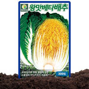 다농 왕맛베타배추 씨앗 300립 베타카로틴 가을김장배추씨 종자 김장배추